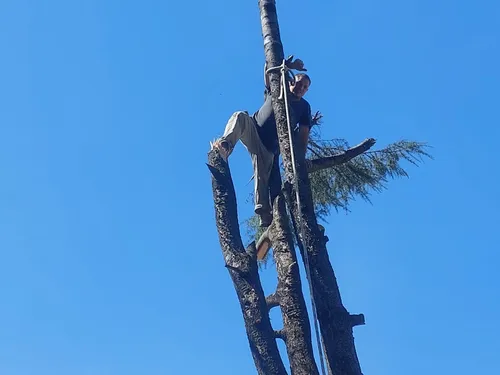 Poda De Arboles Servicio De Poda Tala Extracción De Raíz