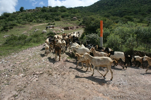 Imagen 26 de 30 de Terreno Campestre En Venta En Palo Colorado - San Miguel De