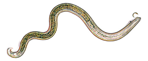 Estudio Análisis Nematodos En Suelos Aguas Riego Y Efluentes