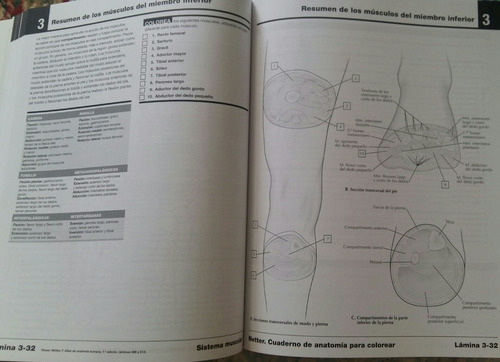 Netter Cuaderno De Anatomía Para Colorear