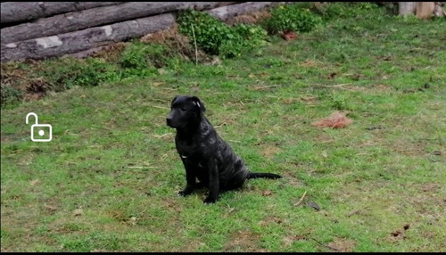 Imagen 1 de 2 de Cachorros Cimarrones De Pedigree