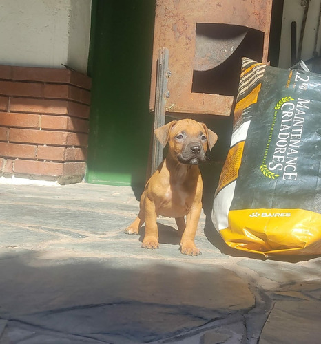 Cachorro Macho Pit Bull