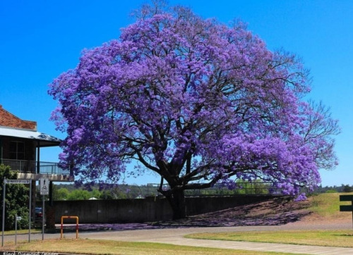 10 Semillas De Jacaranda Exoticas