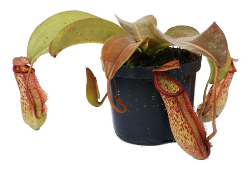 Planta Carnívora Nepenthes X Miranda