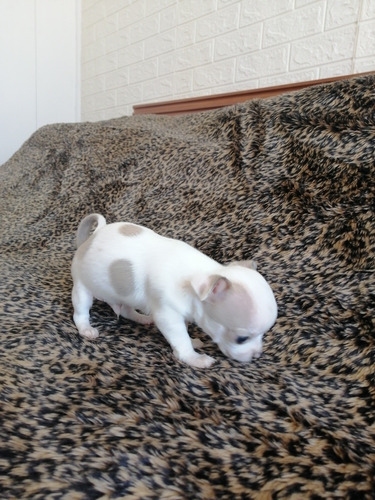 Imagen 5 de 5 de Hermoso Bebé Chihuahua, Cabeza De Manzana.
