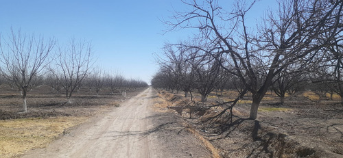 Terreno Con Nogales En Venta En San Pedro De Las Colonias, Coahuila