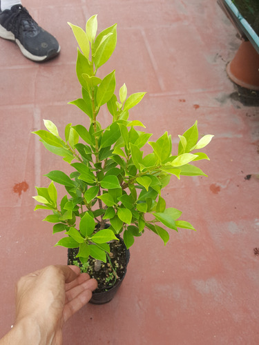 Planta De Ficus Retusa Tiger Bark