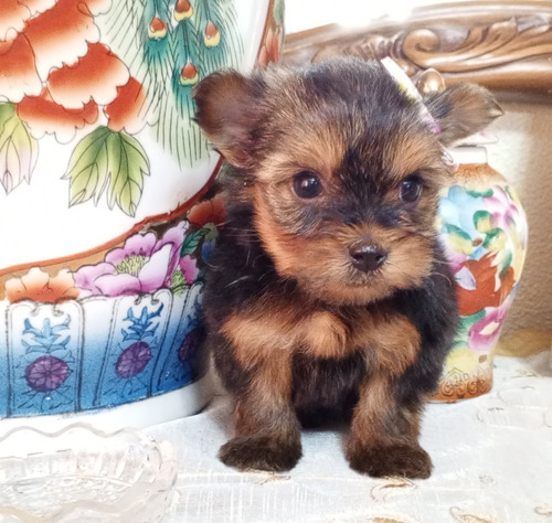 Cachorros Yorkshire Terrier 