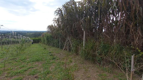 Imagem 15 de 15 de Sítio / Chácara Para Venda Em Araucária, Zona Rural, 2 Dormitórios, 1 Banheiro, 1 Vaga - 157_2-1591009