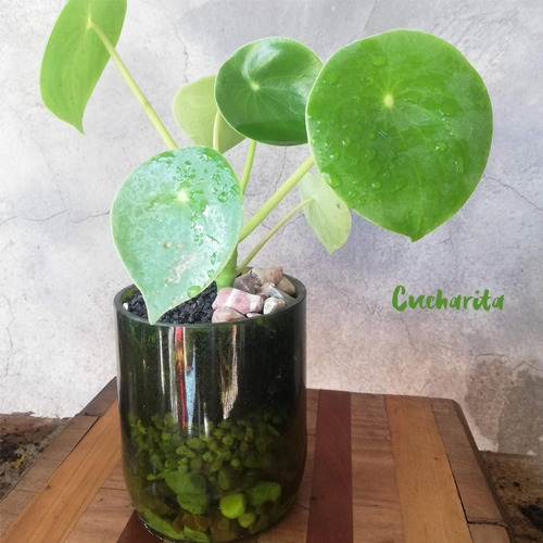 Cuchara Little Terrario 10, Maceta De Vidrio