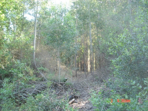 Imagen 17 de 21 de Camino Nonguen S / N , Sector Reserva De Nonguen Concepc...