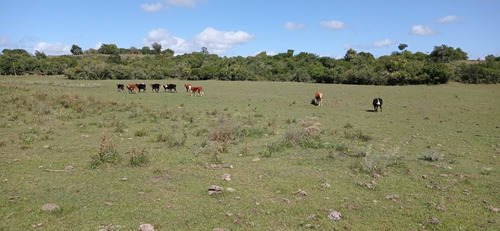 Campo En Venta En Rocha