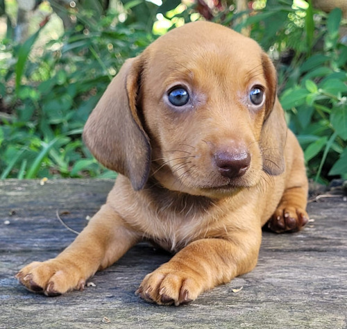 Teckel Cachorro Color Caramelo De 60 Dias