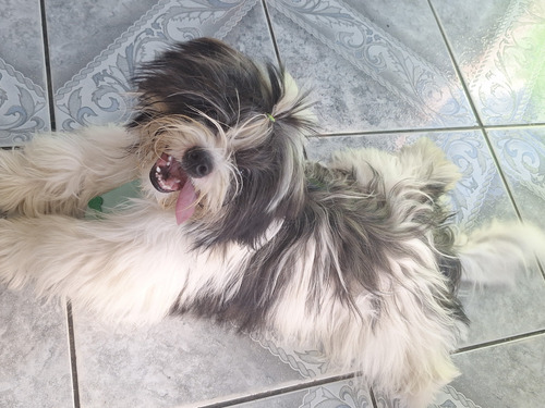 Cachorro Shih Tzu + Lhasa Apso. Macho