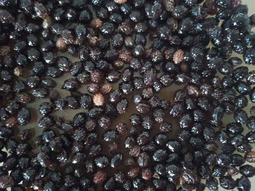 Semilla Papaya S/quimicos Facil Crecimiento Idealplantin 120