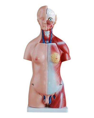 Modelo Anatómico De Torso Humano 55 Cm 20 Pcs