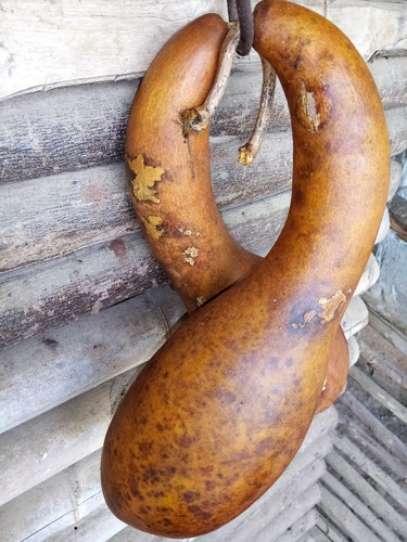 10 Semillas De Guaje Calabaza Peregrina Cuello De Gancho