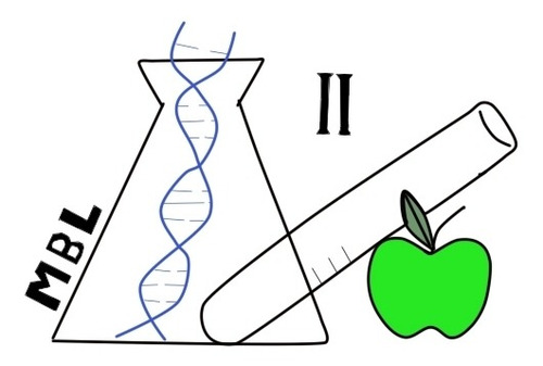 Clonacion Plantas Micropropagacion A Pedido Cultivo In Vitro