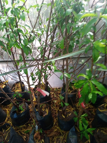 Durazno Amarillo Injertado 1.5 Ideal Maceta E.amba