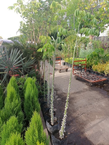 Imagen 6 de 6 de Chorisia, Palo Borracho, Árbol Botella, Arbol Rosa 10lts