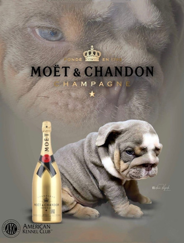 Catálogo De Bulldogs