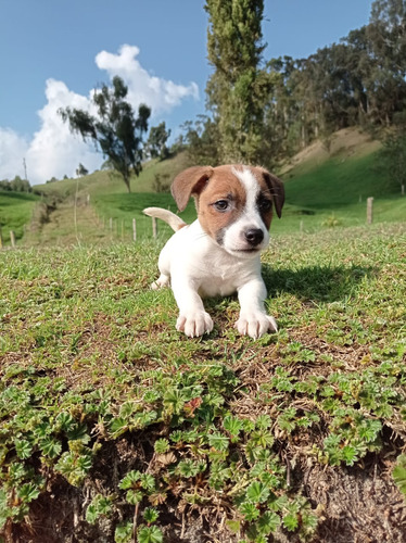 Cachorro Jack Russell Venta Cali 