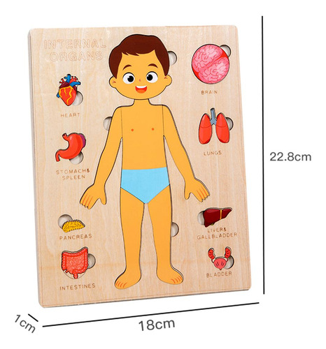 Puzzles Montessori: Cuerpo Humano, Órgano Extraíble
