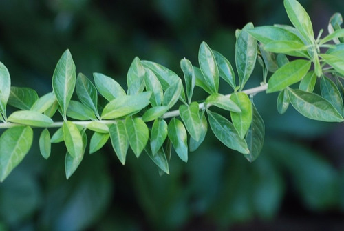 Burrito Burro Aloysia Polystachya Planta Aromática Nativa