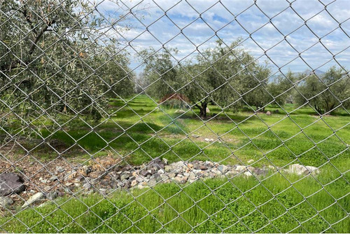 Parcela De Olivos, San Felipe