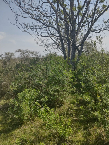 Imagen 11 de 15 de En Venta Chacra Mojones Norte 10.5 Ha