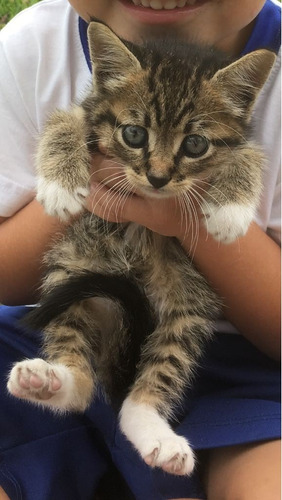 Hermosos Gatitos De 1.5 A 2.5 Meses En Adopción