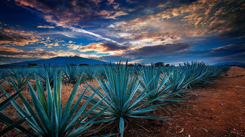 Mezcal 400 Conejos Joven Espadín Tobala 750 Ml