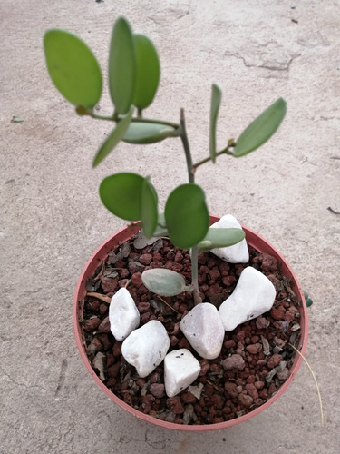Suculenta Rara. Xerosicyos Danguyi. Hoja Redondas (Usado)