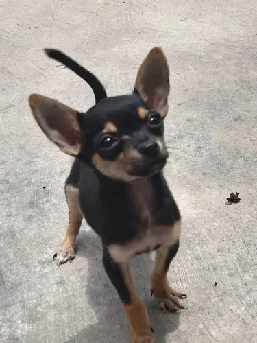 Chiwawa mini cheap mini toy