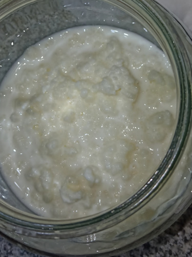 Nódulos De Kefir De Leche