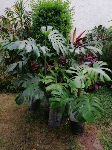 Imagen 5 de 10 de Monstera Deliciosa