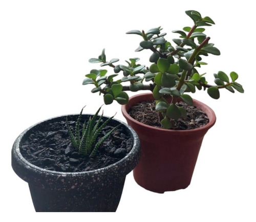 Dos Suculentas  (variedades Jade - Haworthia Fasciata)