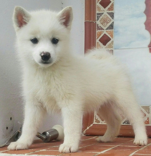 Cachorros Pomsky