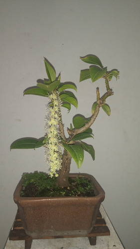 Bonsai De Ombú 10 Años Da Flores