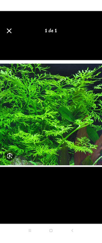Plantas Acuáticas Para Acuarios Diferentes Especies