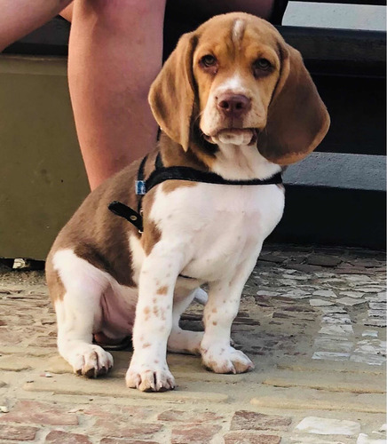 Imagem 3 de 5 de Beagle Chocolate