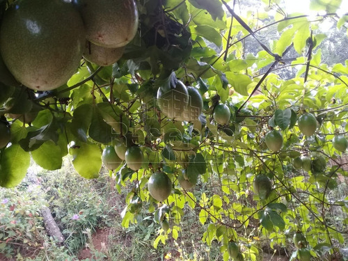 Imagem 2 de 15 de Sitio De 40 Hectares A Venda No Bairro Alto Aririu Em Palhoca - V-82023