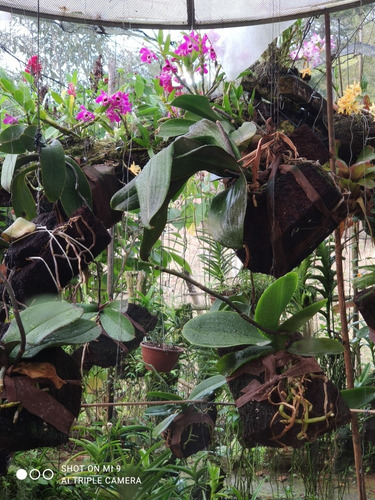 Imagem 1 de 1 de Lindas Orquídeas A Sua Disposição