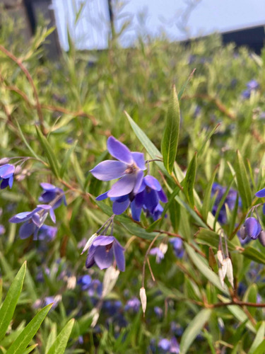 Aristea Ecklonii / Ornamental / Pack 5 Unidades