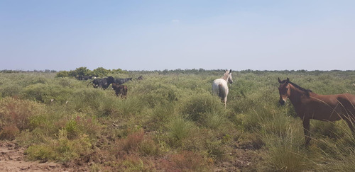 Campo En Puesto De Castro