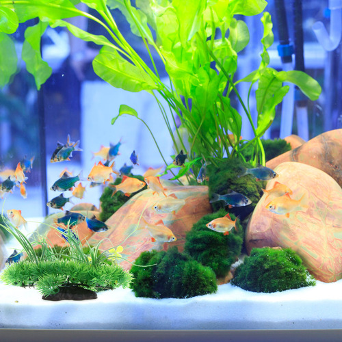 Simulación De Acuario, Pecera Acuática, Paisaje Artificial D