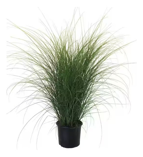 Miscanthus Sinesis Gracilimus Paisajismos Cetos