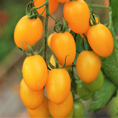 Semillas Tomate Cherry Datterino Giallo! Dátil Amarilllo