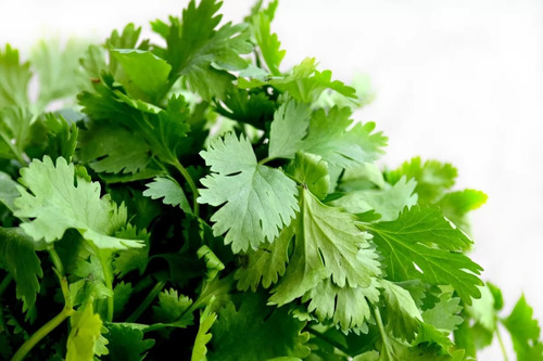 Semillas De Cilantro Para Sembrar Mas De 180 Semillas