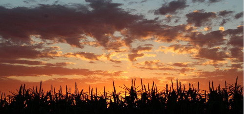 Campo De 30 Hectáreas En Pergamino
